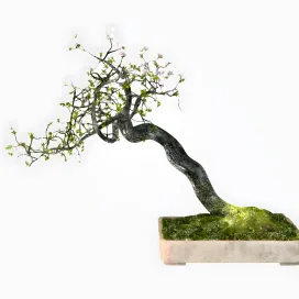 Bonsai Trees VP